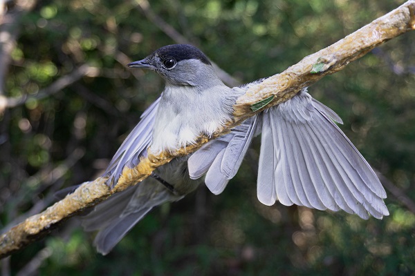 Mönchsgrasmücke - gefangen auf einer Leimrute (Zypern, November 2023)