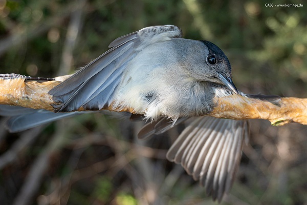 Das Mönchsgrasmücken-Männchen ist einer von rund 520 Vögeln, den Komitee-Teams in diesem Jahr direkt von Leimruten gerettet haben. 