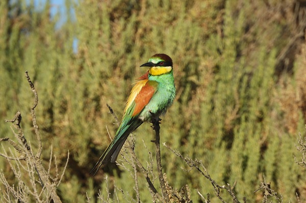 Bienenfresser rasten in Trupps auf Malta.