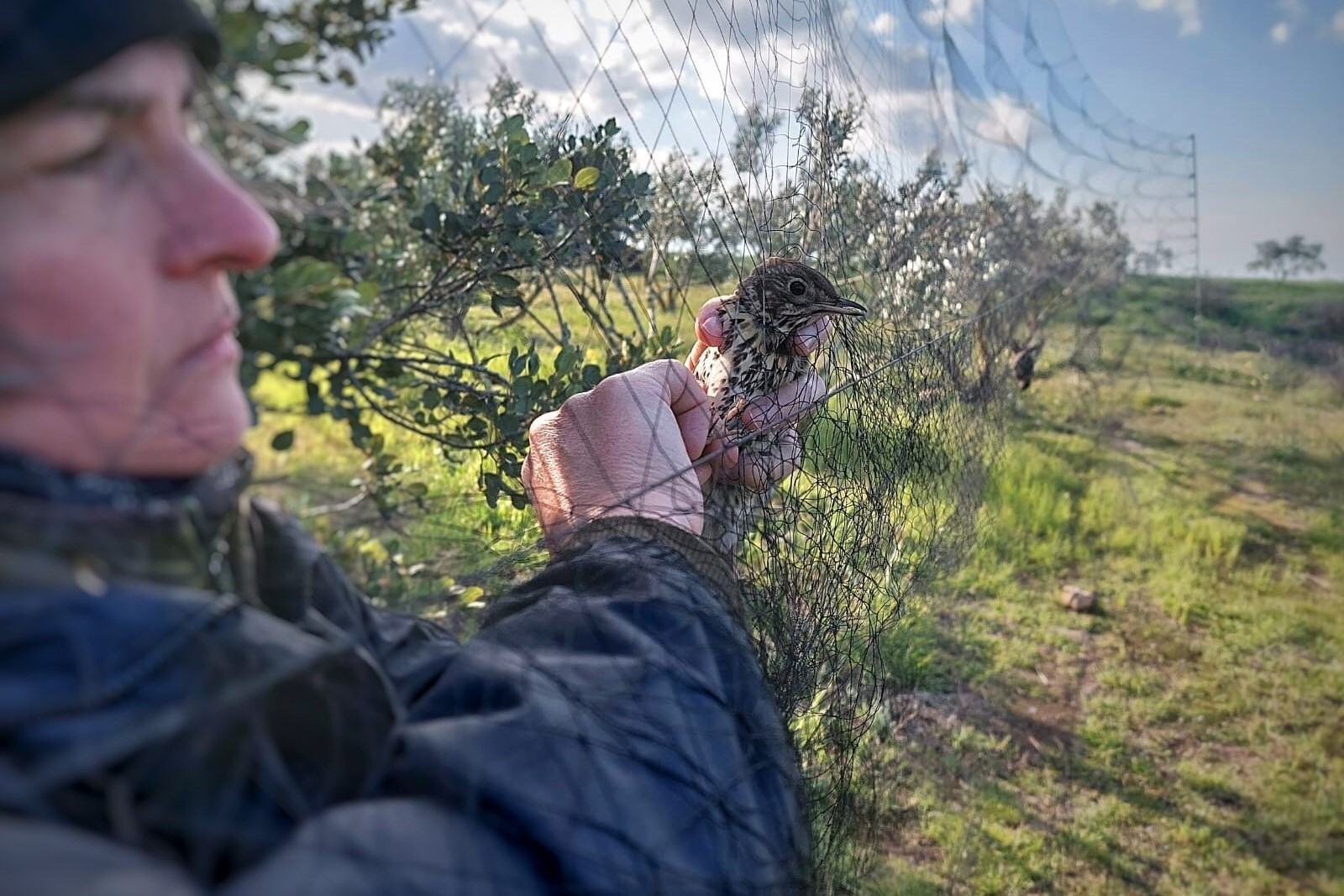 Mitarbeiterin des Komitees bei der Befreiung einer Singdrossel aus einem Netz. 