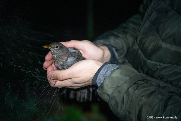 Freilassung einer Amsel aus einem Fangnetz (Zypern)