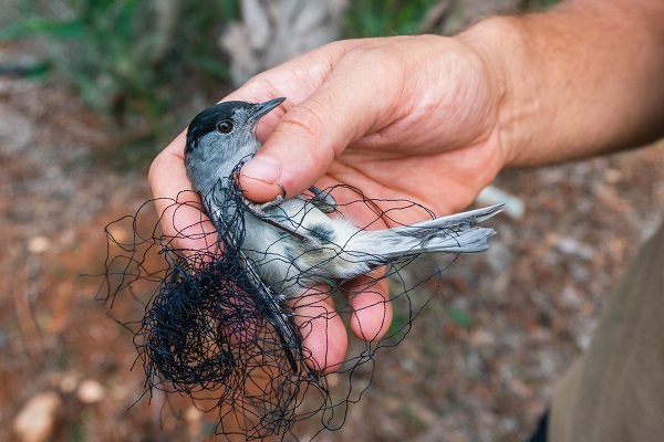 Mönchsgrasmücke im Netz auf Zypern. Der Vogel wurde im vergangenen Herbst von unseren Vogelschützerinnen und Vogelschützern auf Zypern gerettet. 