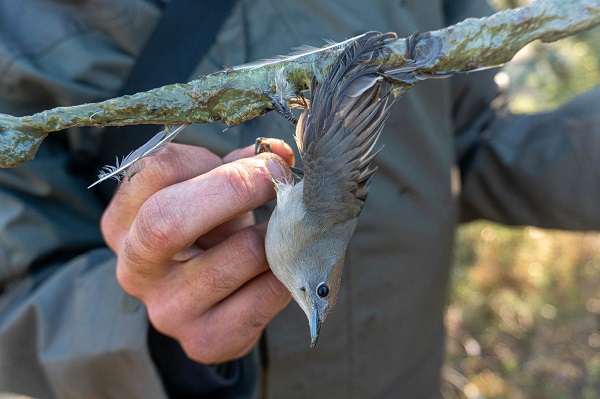 Mönchsgrasmücke auf Leimrute, Zypern Herbst 2024