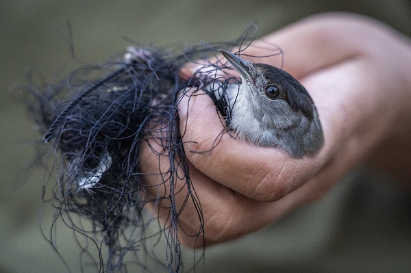 Mönchsgrasmücke in Netz auf Zypern. Der Vogel wurde gerettet.