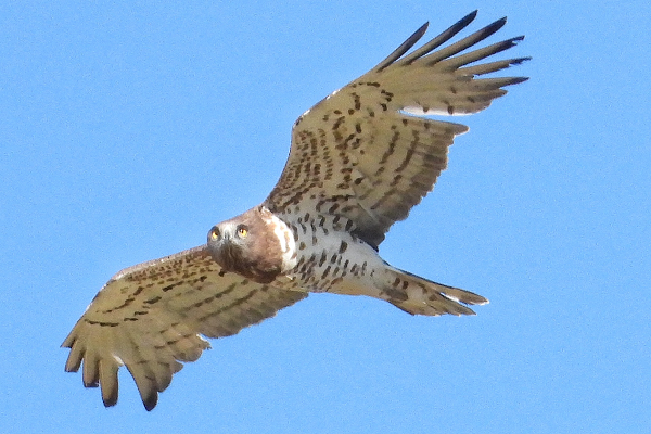 Durchziehender Schlangenadler im Libanon.