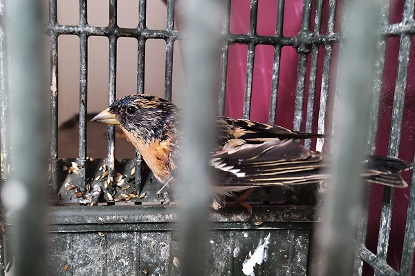 Dieser männliche Bergfink wurde als illegaler Lockvogel bei einem Wilderer in Italien beschlagnahmt.