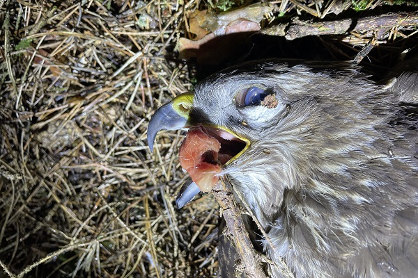 Verstorbener Mäusebussard in Niederbayern. Der Vogel hat Nahrungsreste im Schnabel. 