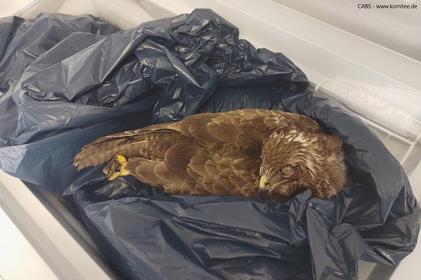 Mäusebussard in Tiefkühltruhe, Archivbild.