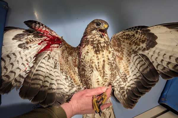 Am 2.4.2023 in Ahlen geschossener Mäusebussard