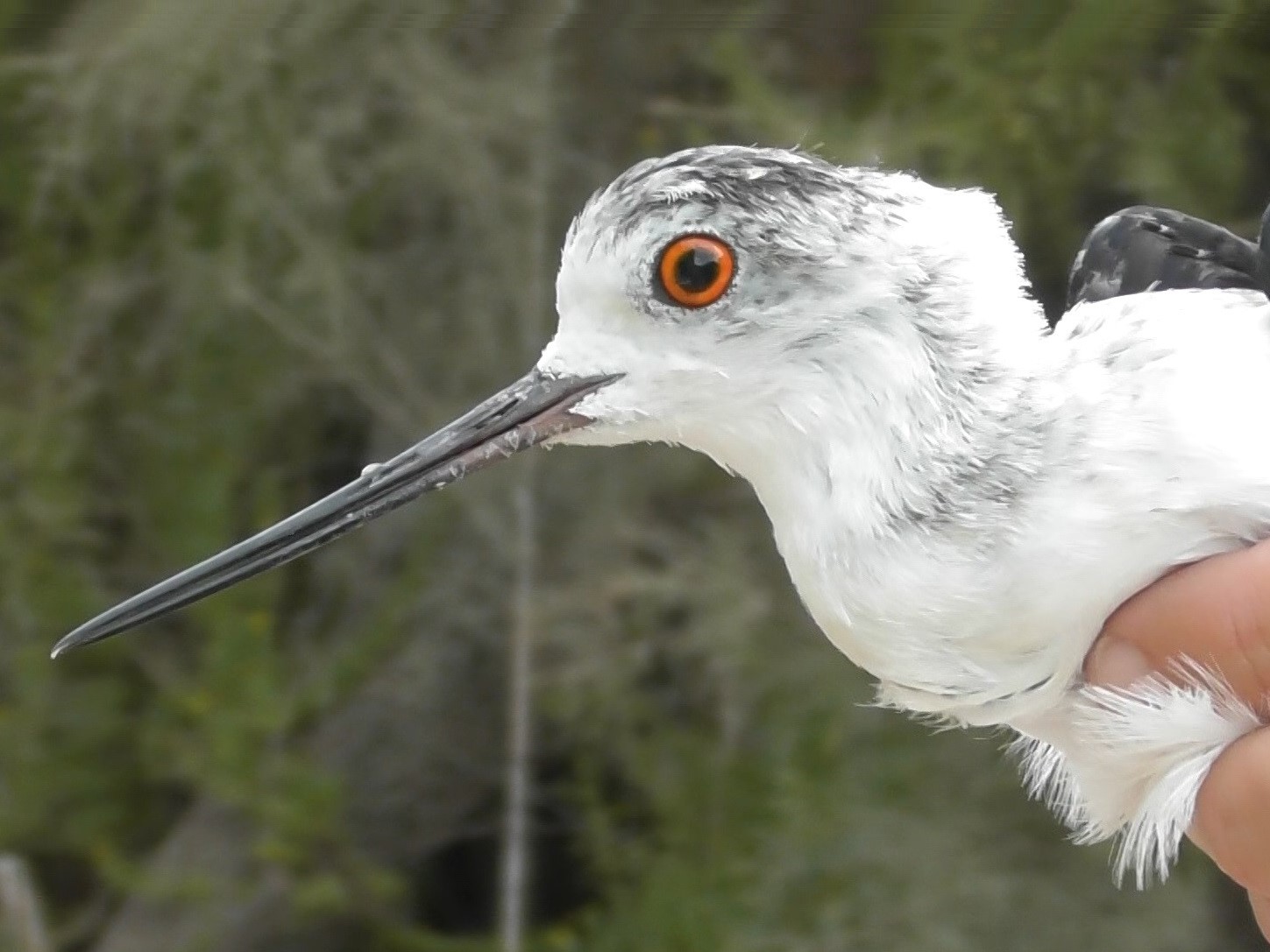 Einer von drei beschlagnahmten Stelzenläufer auf Malta im Herbst 2022. Die Vögel wurden anschließend freigelassen.
