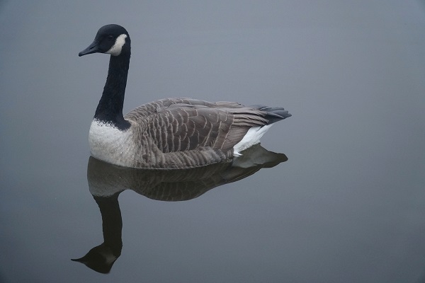 Kanadagänse dürfen in Deutschland geschossen werden, die getöteten Tiere dürfen aber nicht vermarktet werden.
