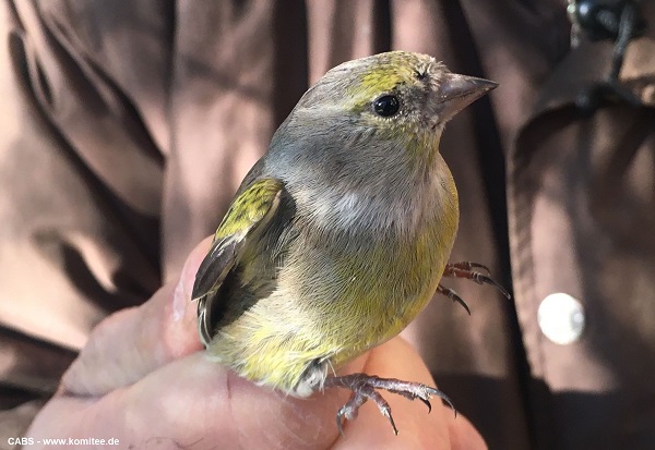 Auch dieser seltene Zitronenzeisig war unter den gefangenen Vögeln.  
