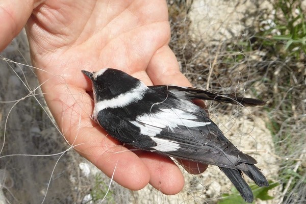 Dieser Halsbandschnäpper wurde von unseren Teams auf Zypern 2019 aus einem Bodennetz des nun überführten Mannes befreit. Archivbild.