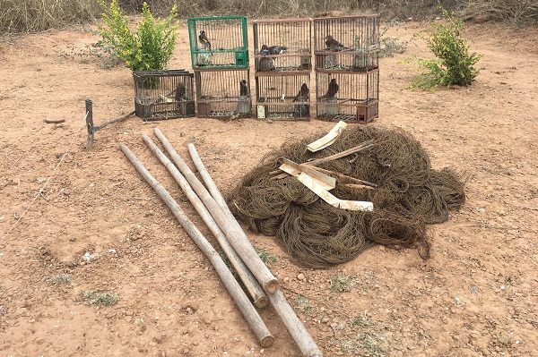 Sichergestellte Lockvögel und Fangutensilien