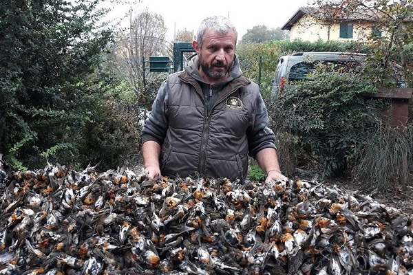 Von der Polizei in Italien bei einem professionellen Wilderer sichergestellte Rotkehlchen