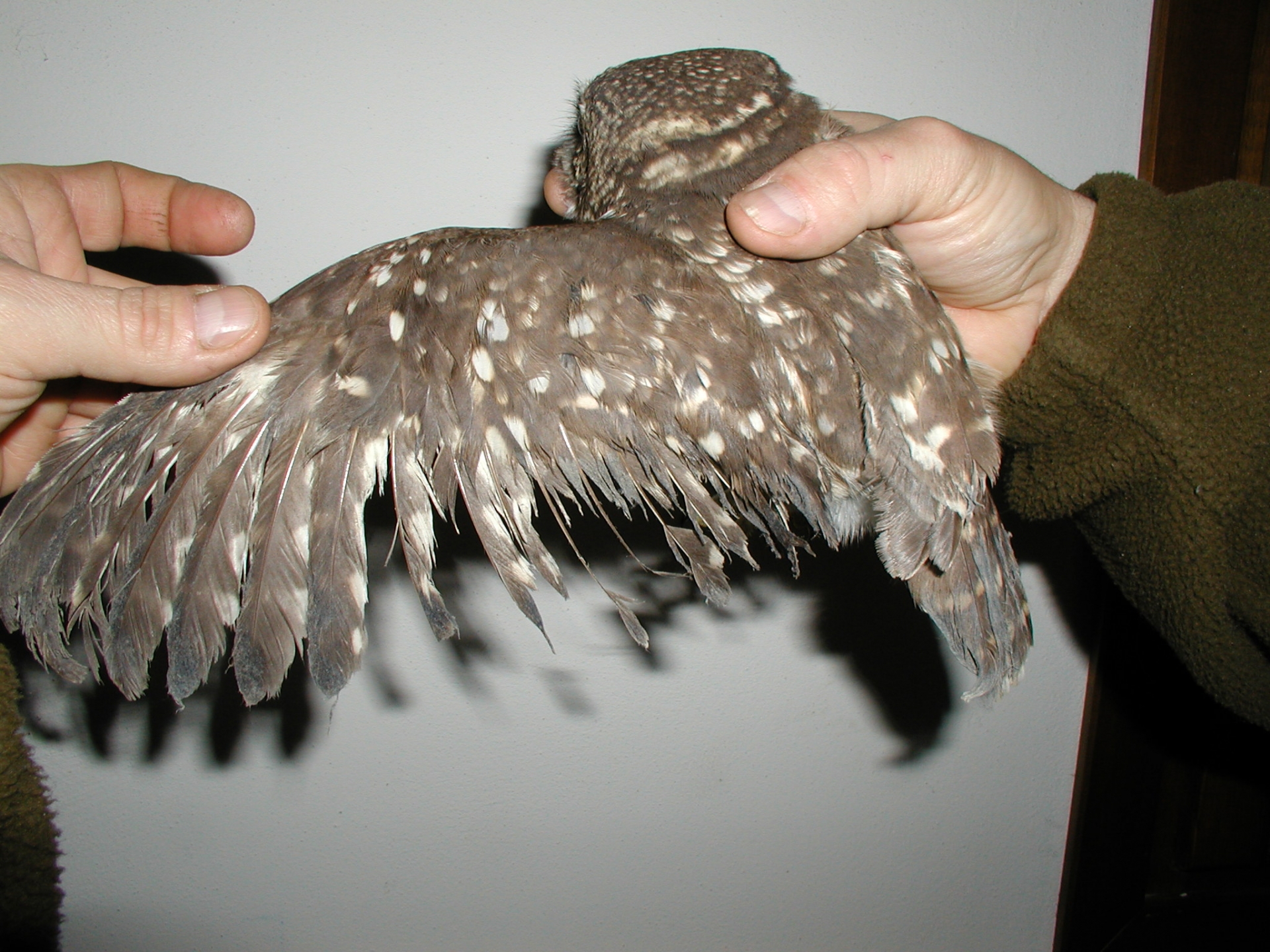 Civetta con piumaggio rovinato dalla colla per topi. Da recuperare e portare a un CRAS