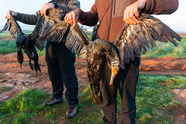 Aus einem See in Famagusta (Zypern) geborgene Kormorane