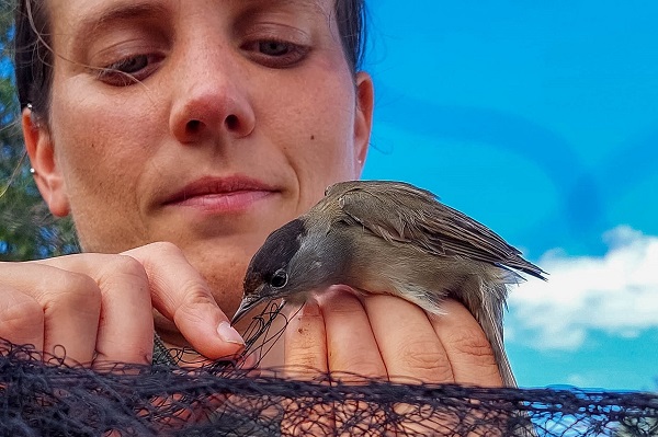 Befreiung einer Mönchsgrasmücke aus einem illegalen Fangnetz auf Zypern