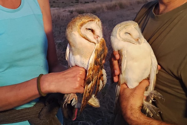 Zwei bei Kofinou/Zypern von Leimruten befreite Schleiereulen