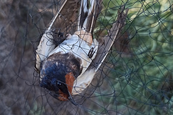 Rauchschwalbe im Fangnetz eines zypriotischen Wilderers