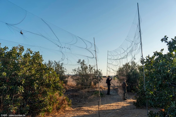 Zwei große Netze zum Vogelfang auf Zypern