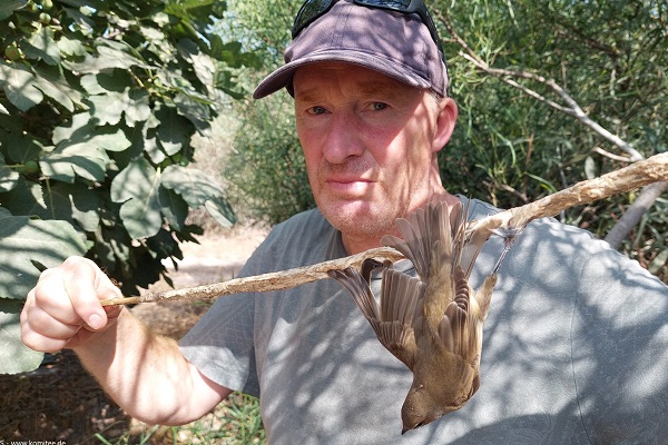 Teichrohrsänger auf einer zypriotischen Leimrute (September 2023)