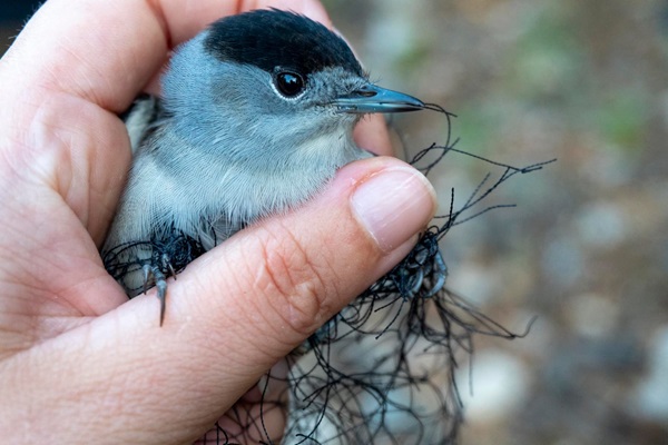 Aus Fangnetz befreite Mönchsgrasmücke