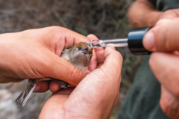 Von einer Leimrute gerettete Mönchsgrasmücke wird vor der Freilassung mit Traubenzucker versorgt
