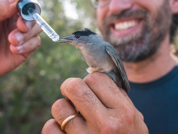 Erstversorgung einer aus einem Fangnetzt befreiten Mönchsgrasmücke