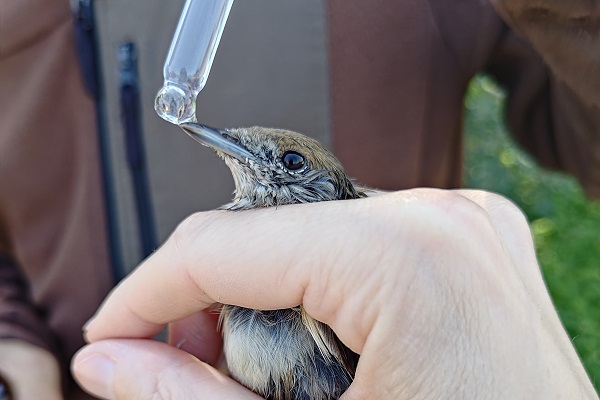 Von Leimruten befreite Vögel - hier eine Mönchsgrasmücke - werden vor der Freilassung mit Traubenzuckerlösung versorgt