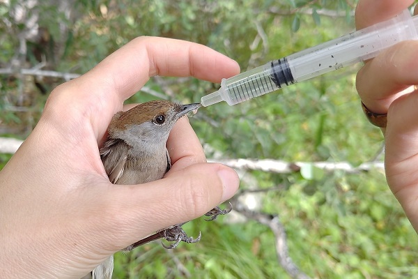 Erstversorgung einer Mönchsgrasmücke