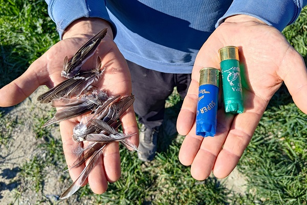Überreste der Singvogeljagd: Leere Schrotpatronen und Drosselfedern