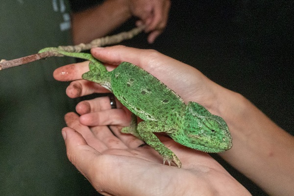 Dieses Chamäleon war auf einer Leimrute festgeklebt, konnte aber unversehrt befreit werden