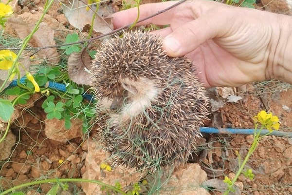 Aus einem Bodennetz gerettet Langohrigel