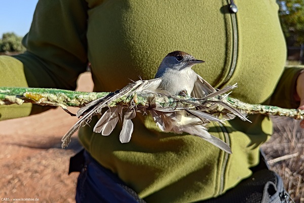 Mönchsgrasmücken-Männchen auf einer Leimrute (Zypern).