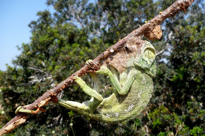 Chameleon on a limestick