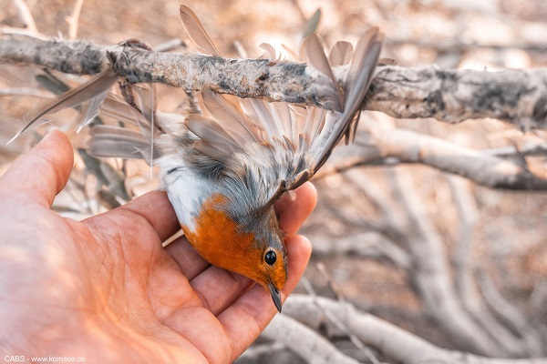 Rotkehlchen auf illegaler Leimrute (Zypern)