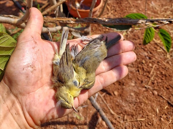 Dieser Fitis konnte leider nicht mehr gerettet werden - er starb auf einer illegalen Leimrute