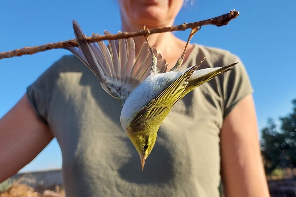 Auf einer Leimrute gefangener Waldlaubsänger, Zypern Herbst 2024