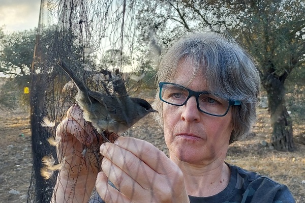 Komitee-Mitarbeiterin befreit illegal gefangene Mönchsgrasmücke aus einem Fangnetz