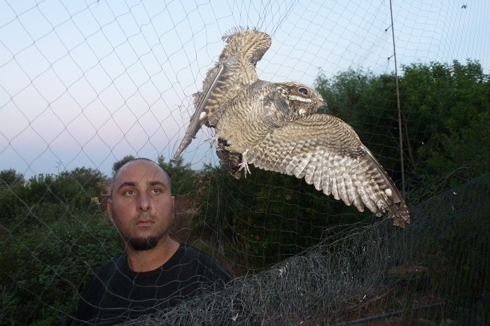Nightjar in a mist net