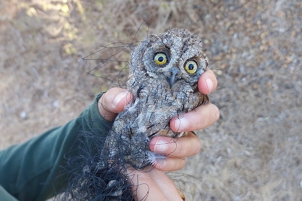 Aus Fangnetz gerettet: Zypern-Zwergohreule - eine endemische Vogelart auf Zypern