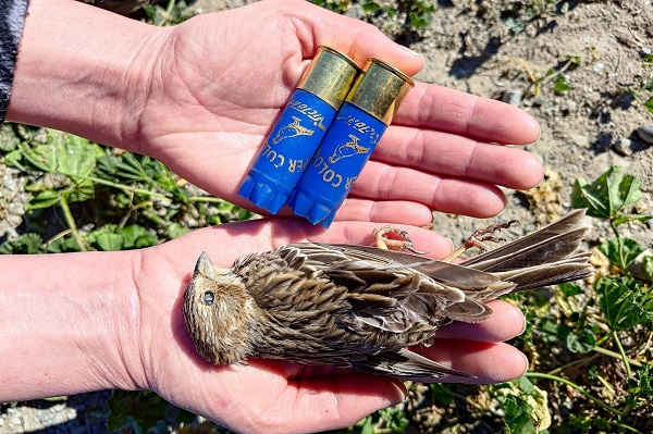 Geschossene Grauammer, Gape Greko/Zypern Januar 2025