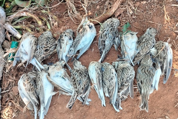 Bei einem vom Komitee gegen den Vogelmord im Februar 2025 auf Zypern angezeigten Jäger gefundene Jagdbeute - 16 Feldlerchen