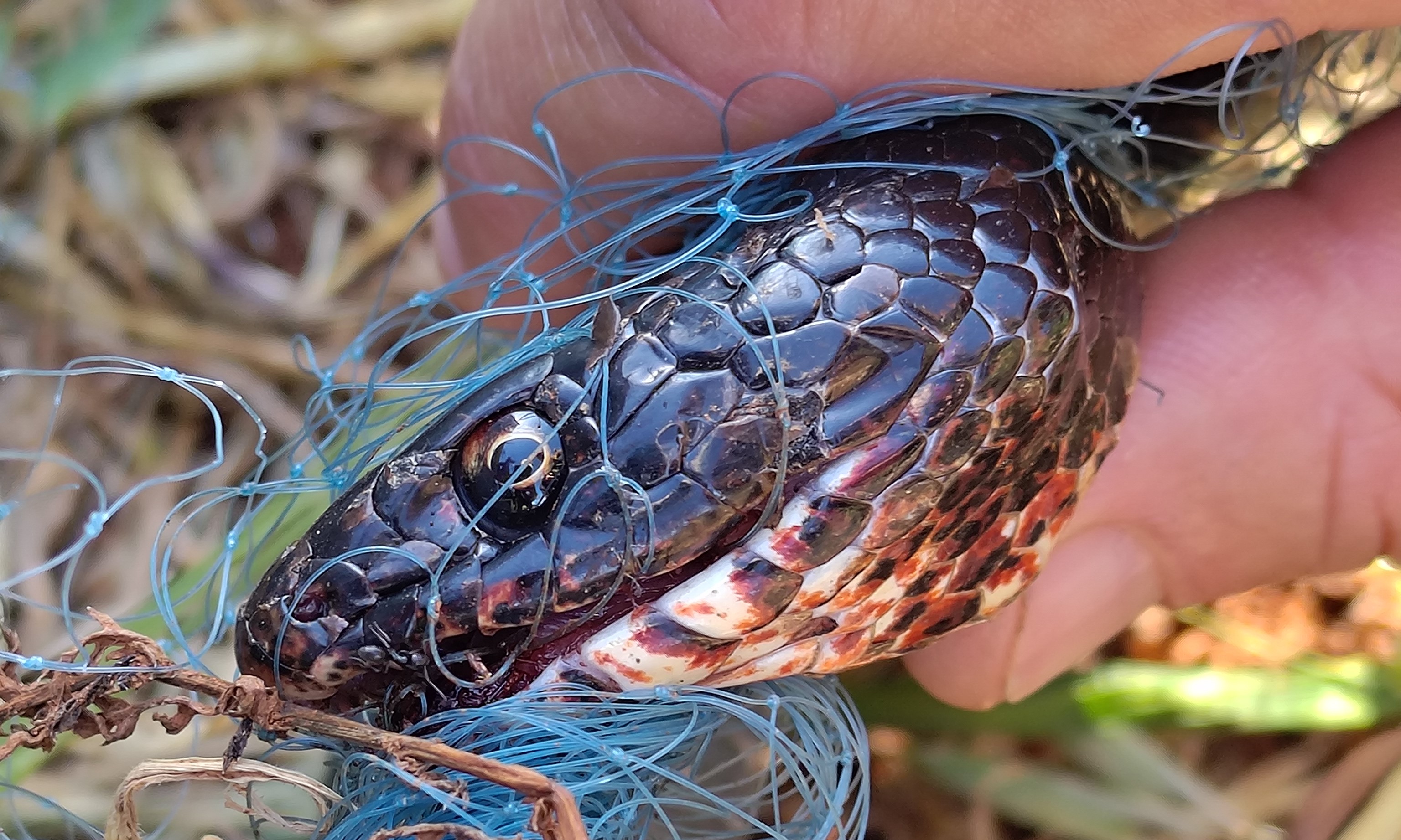 Leider effektiv - ausgediente Fischernetze als "Schlangennetze" in Zypern. Zum Glück werden sie weniger.