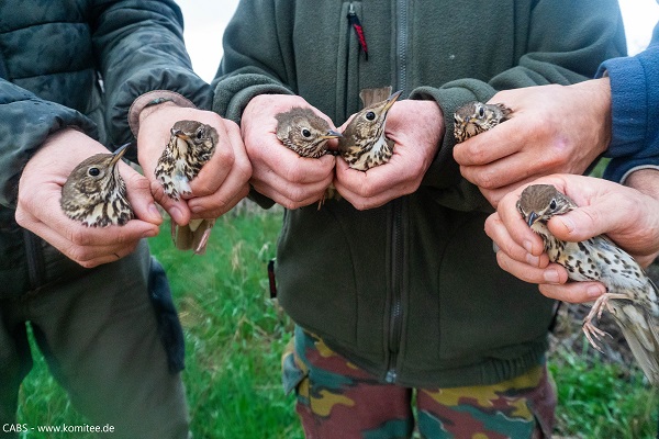 Diese sechs Singdrosseln gehören zu den fast 2.900 Vögeln, die in diesem Jahr bei Komitee-Aktionen gerettet wurden.