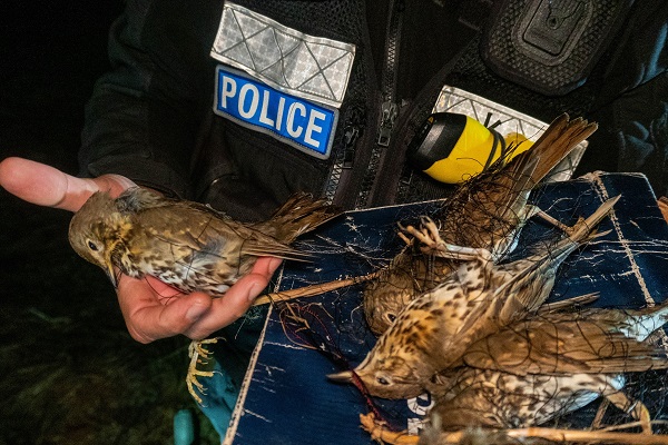 Britischer Miltärpolizist mit illegal im Süden Zyperns gefangenen Singdrosseln