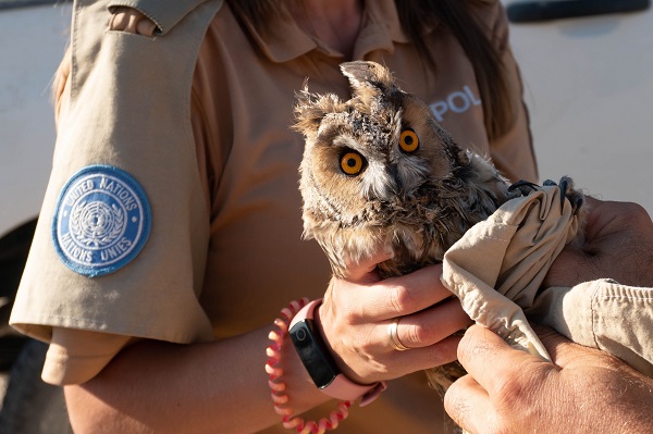 UNO-Polizistin hilft bei der Rettung einer Wadohreule auf Zypern. der Vogel hatte sich auf einer Leimrute verfangen.