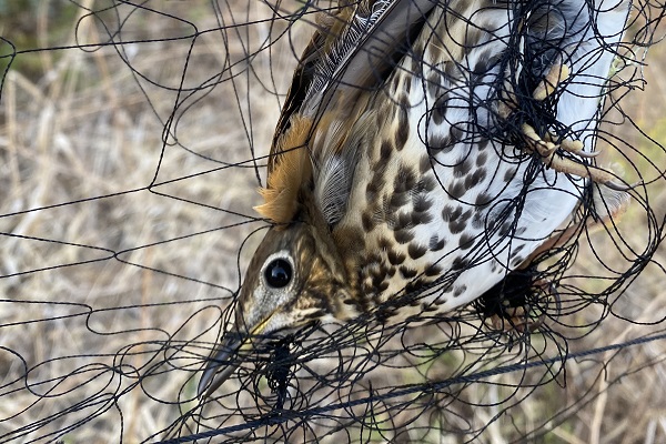 Die in einem Stellnetz gefangene Singdrossel konnte von unserem Team auf Zypern befreit werden.
