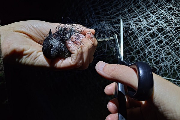 Diese Mönchsgrasmücke wird grade von einem Komitee-Mitglied aus einem Netz befreit. 